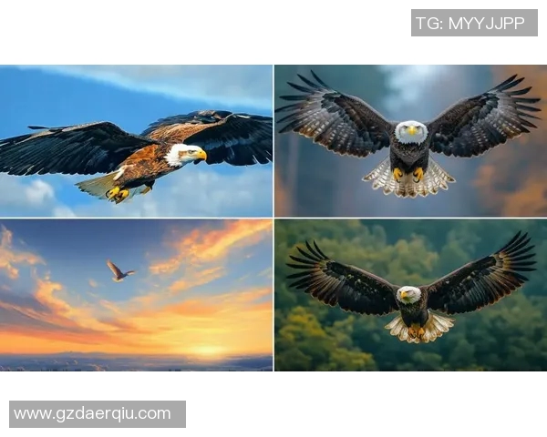 雄鹰翱翔天际展雄风,探索老鹰的生存智慧与自然魅力 雄鹰翱翔天际展雄风,探索老鹰的生存智慧与自然魅力